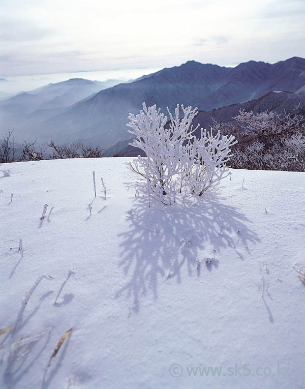 설경