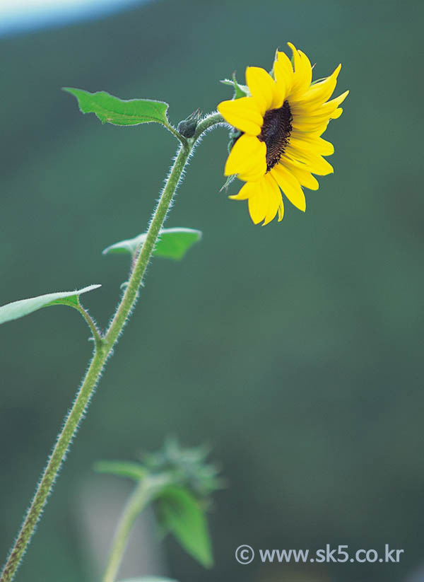 해바라기