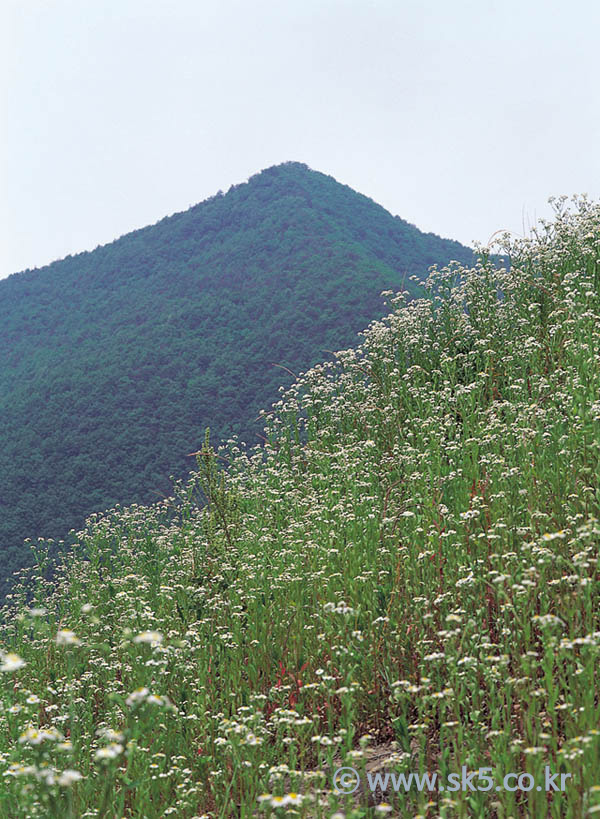 개망초