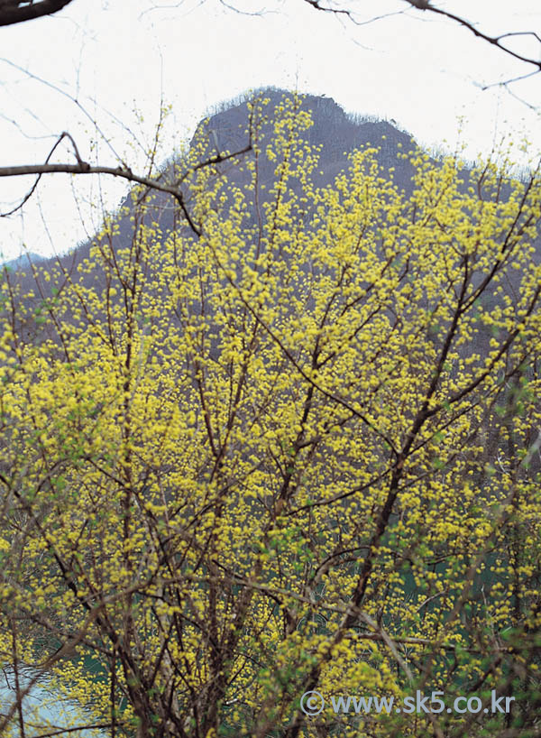 산수유