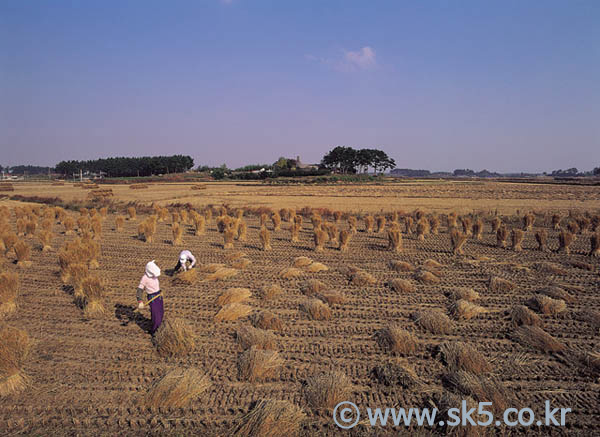 볏단