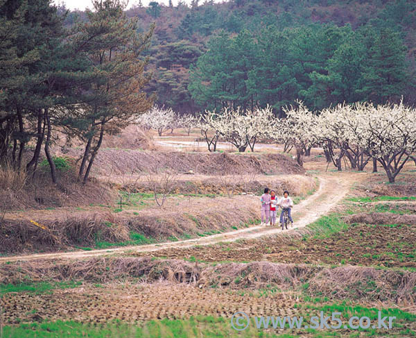 과수원