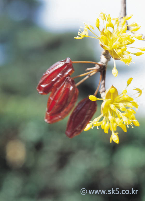 산수유